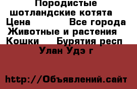 Породистые шотландские котята. › Цена ­ 5 000 - Все города Животные и растения » Кошки   . Бурятия респ.,Улан-Удэ г.